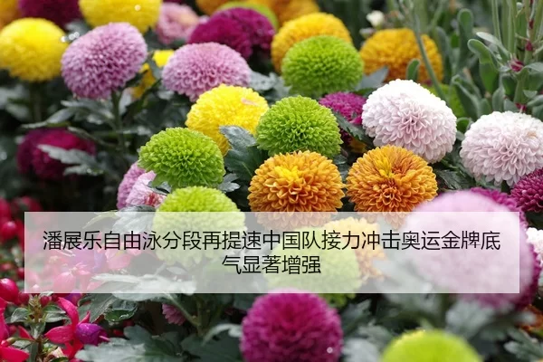 潘展乐自由泳分段再提速中国队接力冲击奥运金牌底气显著增强