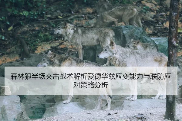 sen-lin-lang-ban-chang-jia-ji-zhan-shu-jie-xi-ai-de-hua-zi-ying-bian-neng-li-yu-lian-fang-ying-dui-ce-lve-fen-xi-2-238.jpg